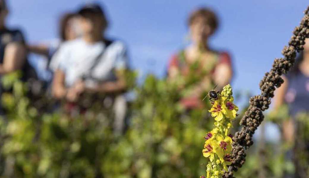 Natur in der Siedlung. Natur in der Siedlung.