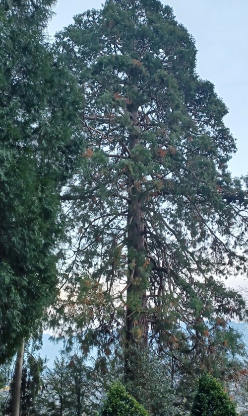 Braune Nadelnester als Folge der Trockenheit?