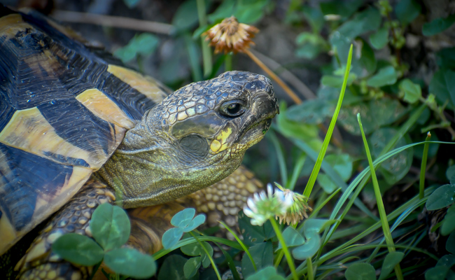Wie die Lust auf ein Glace mich zur Schildkröte machte