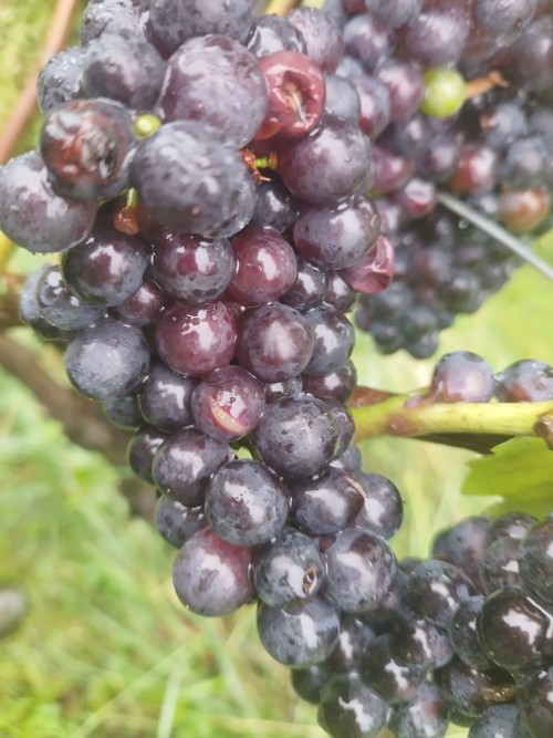 Im August platzten einige Blauburgunderbeeren auf. Im August platzten einige Blauburgunderbeeren auf.