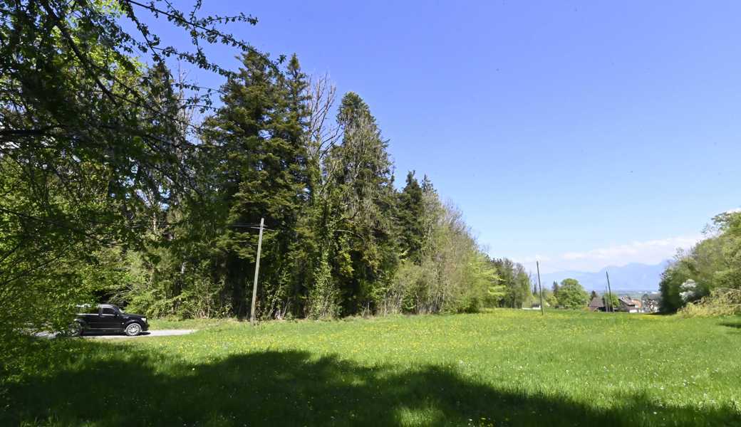 Das bis zu den Bäumen reichende Bachbett soll hier bis zu 30 Meter in die Wiese hinaus zu einem Kiessammler erweitert werden. Die Kiesstrasse würde um so viel verlegt.