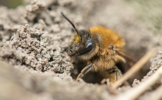 Über die Hälfte der einheimischen Wildbienenarten ist gefährdet