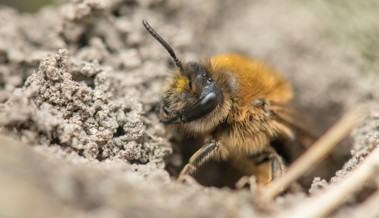 Über die Hälfte der einheimischen Wildbienenarten ist gefährdet