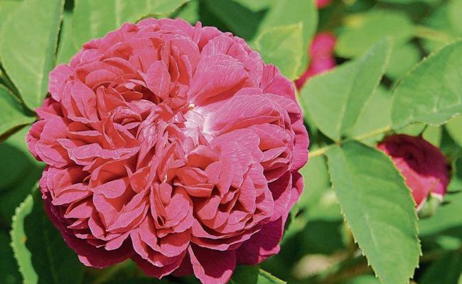 Rosenduft