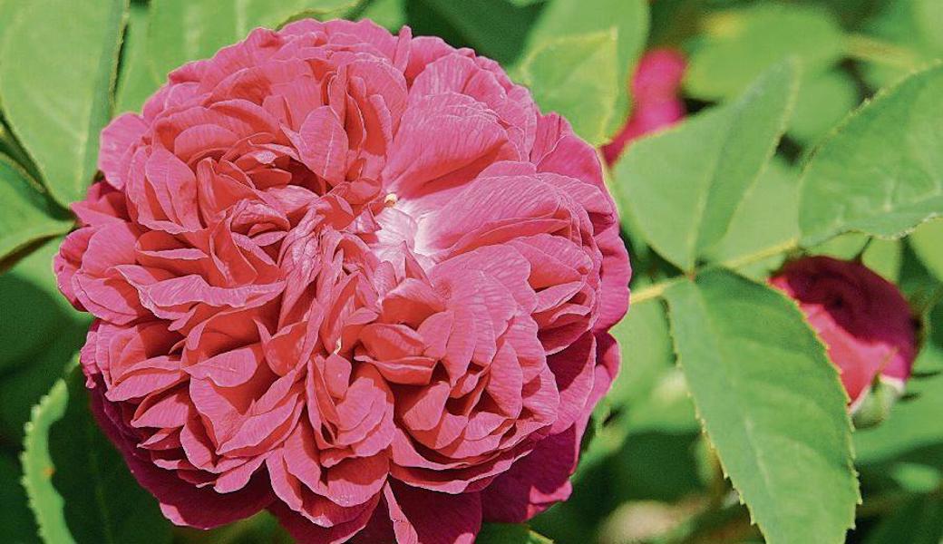 Rose de Resht ist noch heute eine der beliebtesten Damaszener-Rosen. Sie wird in der Medizin, in der Küche und für Tee verwendet.