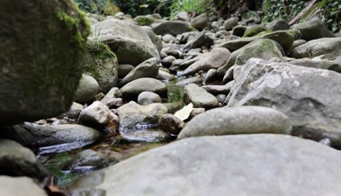 Trockenheit und Wassermangel: Das stille Leiden der Fische