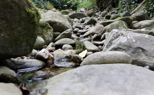 Trockenheit und Wassermangel: Das stille Leiden der Fische