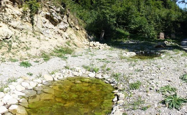 Der Glögglifrosch kehrt zurück