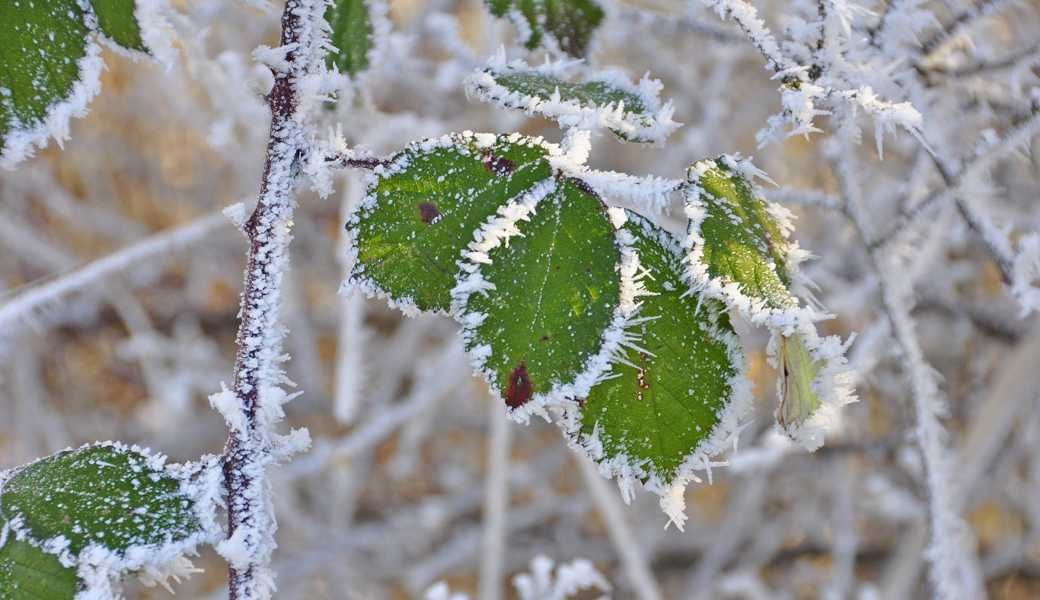Frost und Raureif schadet Gartenpflanzen nicht. Bild: Bert Stankowski