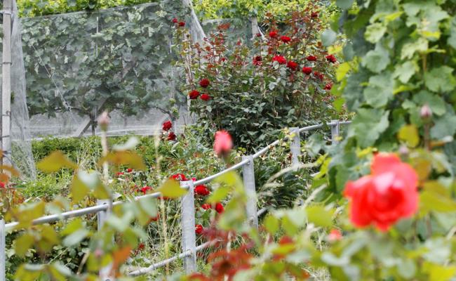 Rosenkrieg am «Steinigen Tisch»
