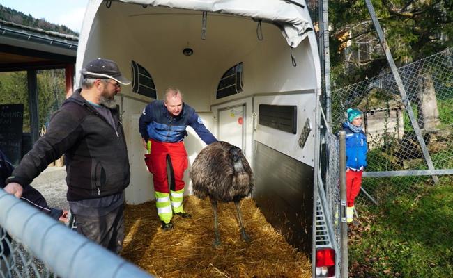 Zwei Skandal-Emus sind jetzt im Eichberger Zoo