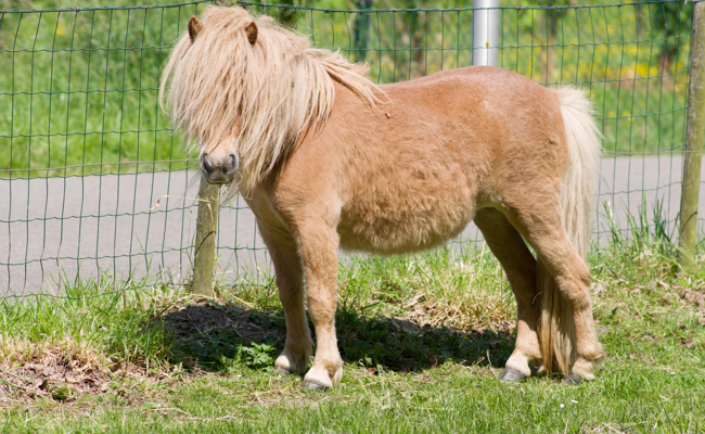 Haariges Experiment: Die Sache mit dem Pony