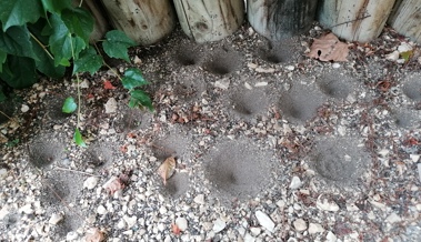Wie Schädlinge und Nützlinge den Winter überstehen – und was im Garten hilft