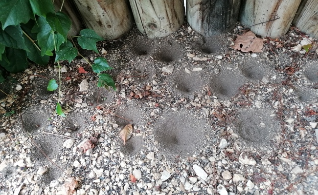 Wie Schädlinge und Nützlinge den Winter überstehen – und was im Garten hilft