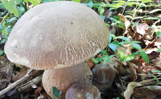 Jetzt schon Pilze sammeln? Aber sicher!