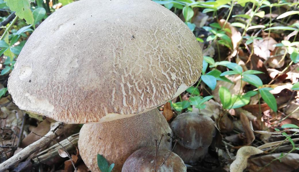 Bereit zum Pflücken: Steinpilz mit zwei jungen Exemplaren. 