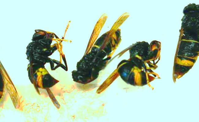 Imker entdeckt erste Asiatische Hornissen in Appenzell Ausserrhoden