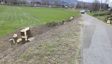 20 Bäume mussten weichen - Baumstämme liegen neben dem Veloweg