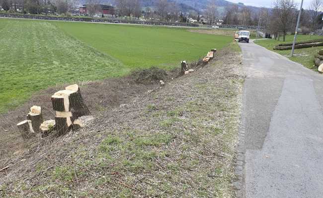 20 Bäume mussten weichen - Baumstämme liegen neben dem Veloweg