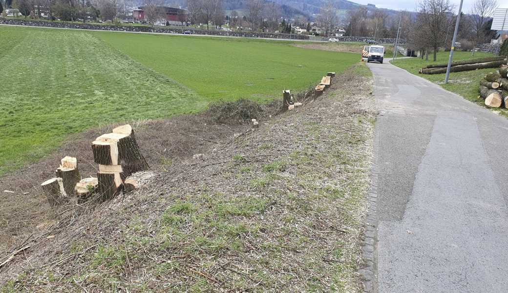 20 Weidenstämme lagen am Dienstag neben dem Veloweg. Ein Leser bedauert die Aktion: «Einfach schade so etwas.» 