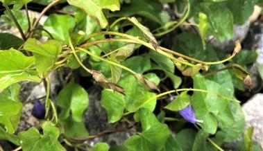 Gartentipp: Jäten nach Gehör