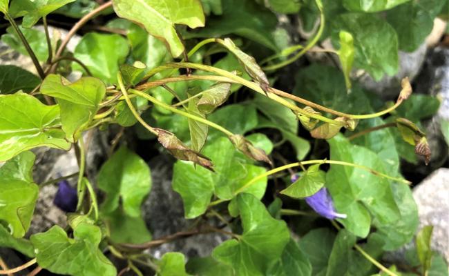 Gartentipp: Jäten nach Gehör