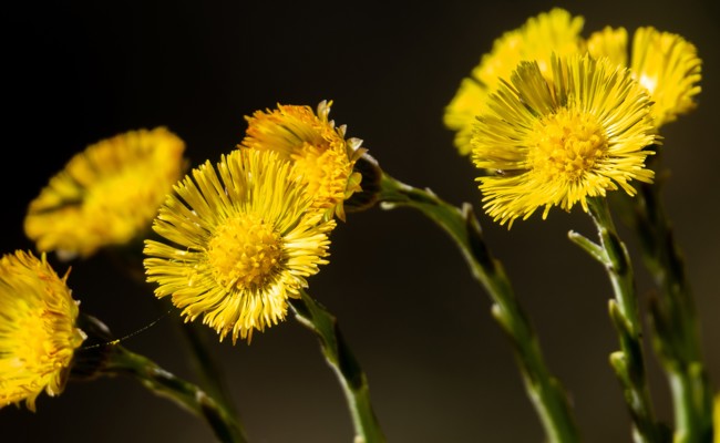 Frühlingserwachen im Garten: Pro Riet Pflanzen-Aktion startet