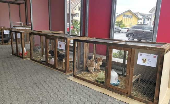 Kinder basteln Schlüsselanhänger aus Fell an der Kleintierschau