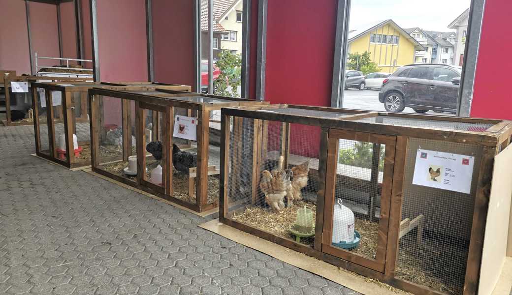 Bei der Kleintierschau in Oberegg gab es viele verschiedene Tiere,  darunter auch Hühner, zu sehen.
