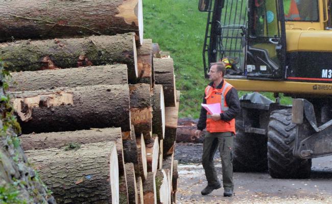 Tiefer Holzpreis macht Unterhalt des Waldes teuer