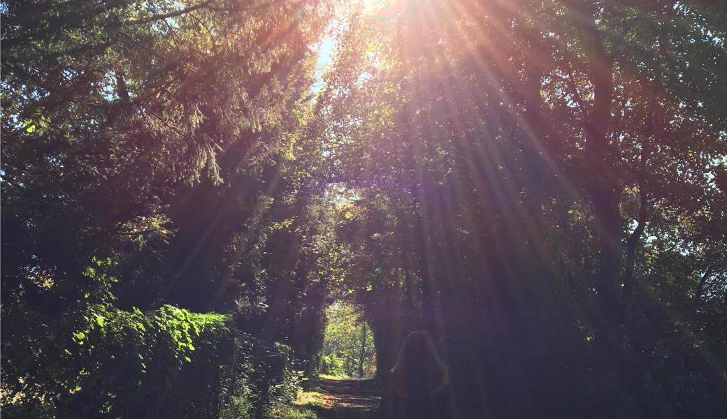 Sonnenstrahlen, die durch die Bäume brechen, begleiten Giulia Demarchi auf ihrem Morgenspaziergang. 