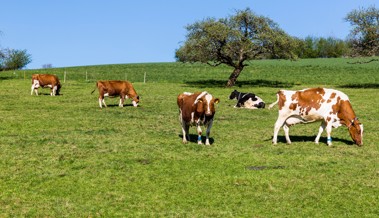 Immer mehr betroffene Betriebe: Kanton stockt PFAS-Hilfe auf