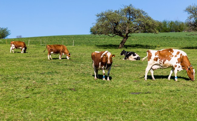 Immer mehr betroffene Betriebe: Kanton stockt PFAS-Hilfe auf