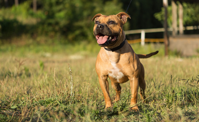Pitbull griff eine Frau an -  der Hundehalter machte sich davon