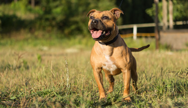 Pitbull griff eine Frau an -  der Hundehalter machte sich davon Pitbull griff eine Frau an -  der Hundehalter machte sich davon