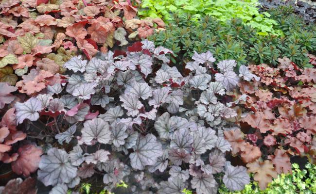 Garten: Herbstblüher der Staudenwelt