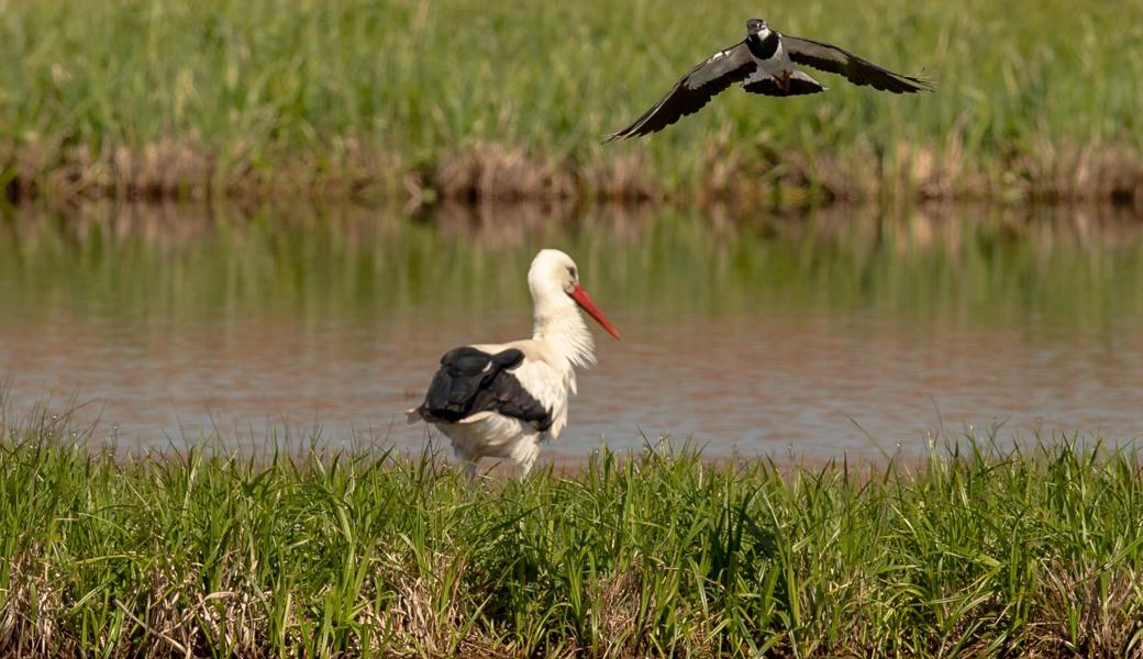 Vom Storch gestört: Der Kiebitz brütet heute nur noch auf Vorarlberger Seite des Rheins – was zeigt, dass man mehr für ihn tun kann. Das Oberrieter Artenförderungsprojekt macht einen Anfang.