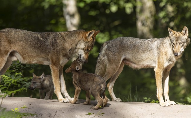 St.Galler Regierung will Wolfsrudel im Calfeisental abschiessen – Ausrottung befürchtet