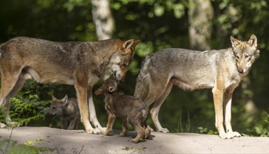 St.Galler Regierung will Wolfsrudel im Calfeisental abschiessen – Ausrottung befürchtet
