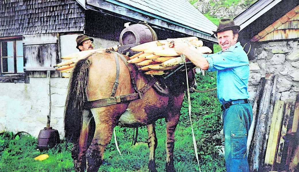 Ein Bild aus früheren Zeiten: Mit einem Muli säumte Ueli Leuener (rechts) Zaunmaterial und Most auf die Alp Wis. 