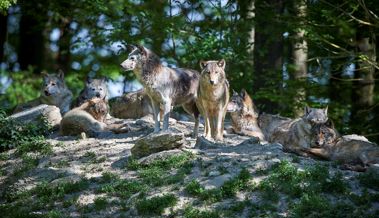 «Alle drei Rudel dürften Jungtiere haben» – Experte äussert sich zu Wolfspopulation