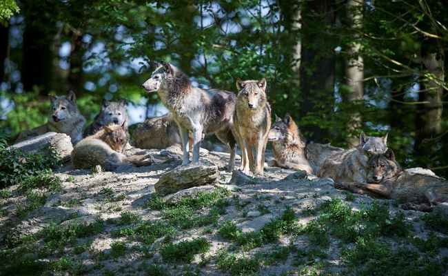 «Alle drei Rudel dürften Jungtiere haben» – Experte äussert sich zu Wolfspopulation