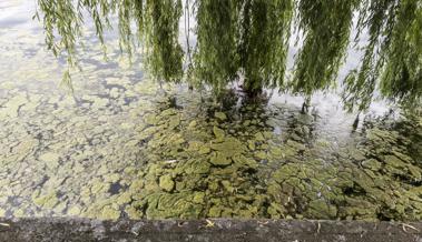 Glibber in Steinach, Seegras in Horn