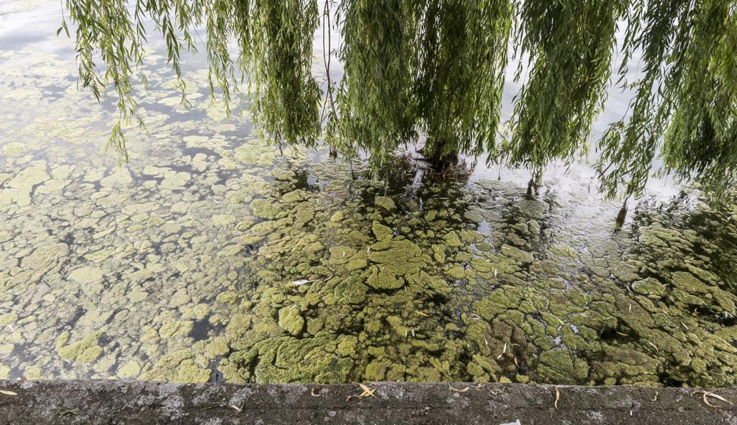 Vor dem Gredhaus in Steinach treiben grünliche Fetzen im Wasser. 

