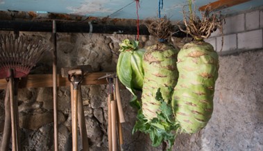 Der Riesenkohlrabi Superschmelz kann fünf Kilo schwer werden