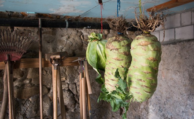 Der Riesenkohlrabi Superschmelz kann fünf Kilo schwer werden