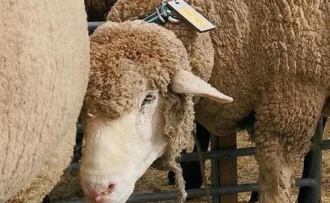 Stichwort:  L’Oréal for Bundesrat
