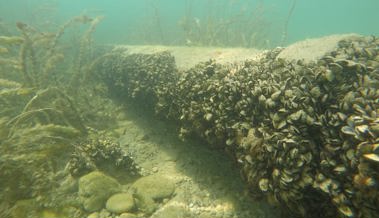 Seewasserleitung wird saniert