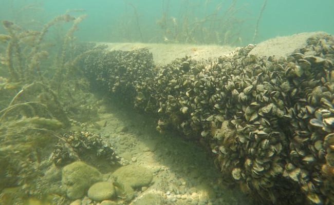 Seewasserleitung wird saniert