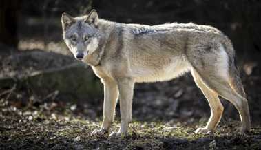 Wolfsrisse im Appenzellerland: Wie die Bauern auf die Rückkehr des Wolfs reagieren